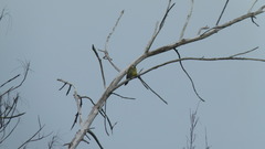 Xiphidiopicus percussus