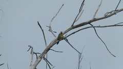 Xiphidiopicus percussus