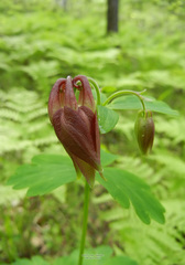 Aquilegia oxysepala