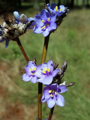 Aristea torulosa