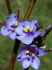 Aristea torulosa