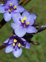 Aristea torulosa
