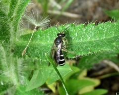 Lasioglossum costulatum