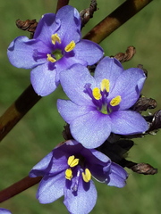 Aristea torulosa