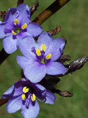Aristea torulosa