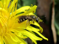 Lasioglossum laticeps