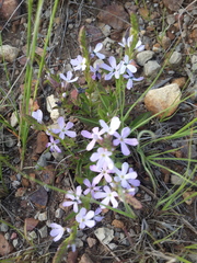 Buchnera longespicata