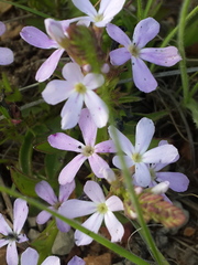 Buchnera longespicata