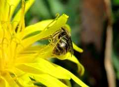 Lasioglossum laticeps