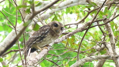 Margarobyas lawrencii