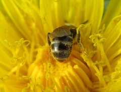 Lasioglossum laticeps