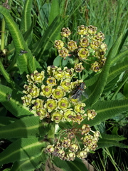 Xysmalobium stockenstromense