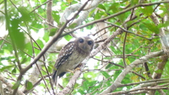 Margarobyas lawrencii