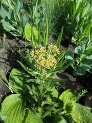 Xysmalobium stockenstromense