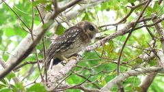 Margarobyas lawrencii