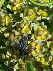 Xysmalobium stockenstromense