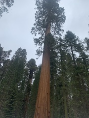 Sequoioideae
