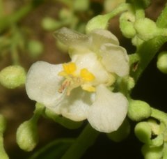 Serjania brachycarpa