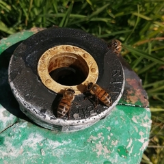 Apis mellifera