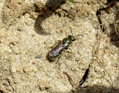 Lasioglossum nitidulum
