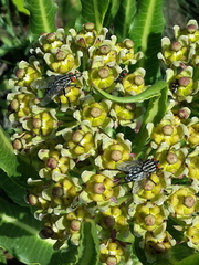 Xysmalobium stockenstromense