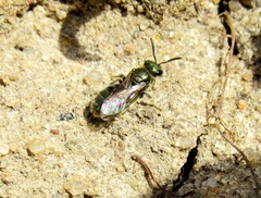 Lasioglossum nitidulum