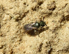 Lasioglossum nitidulum