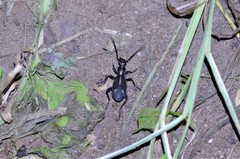 Cypholoba graphipteroides