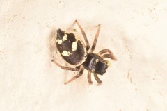 Heliophanus apiatus