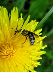 Lasioglossum sexnotatum