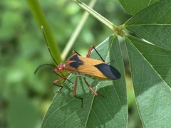 Hypselonotus bitrianguliger