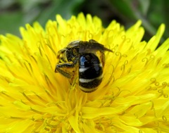 Lasioglossum sexnotatum