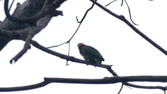 Amazona leucocephala