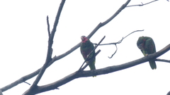 Amazona leucocephala