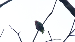Amazona leucocephala