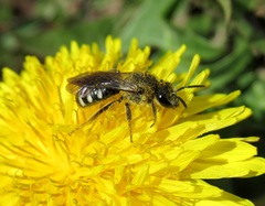 Lasioglossum sexnotatum