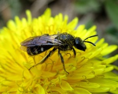 Lasioglossum sexnotatum