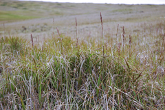 Arctagrostis latifolia