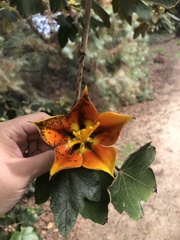 ×chiranthofremontia lenzii