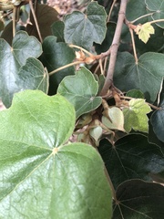 ×chiranthofremontia lenzii