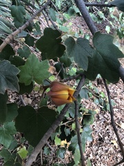 ×chiranthofremontia lenzii