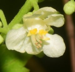 Serjania brachycarpa