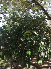 Ligustrum lucidum