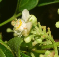 Serjania brachycarpa