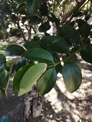 Ligustrum lucidum