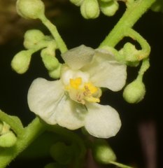 Serjania brachycarpa