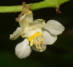 Serjania brachycarpa