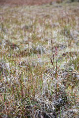 Arctagrostis latifolia