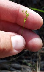 Stenaria nigricans floridana