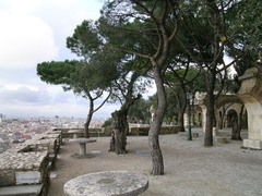 Pinus